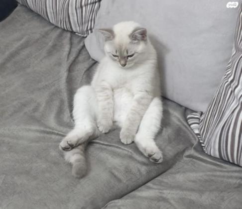 מוכר חתולים סקוטים למכירה אזור