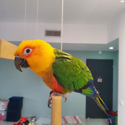 תוכי קוניור שמש יפיוף,האכלת יד