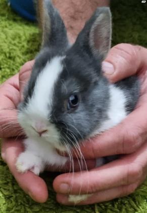 ארנבים ננסים הולנדיים עיניים כחולות