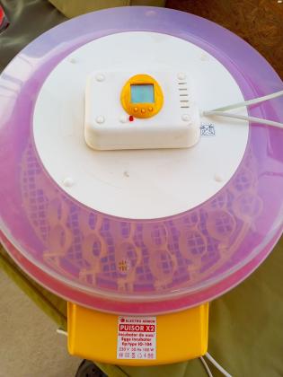 מדגרה אוטומטית תוצרת רומניה 51