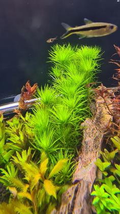 למכירה ממודיעין!צמחייה לאקווריום 15 שק...