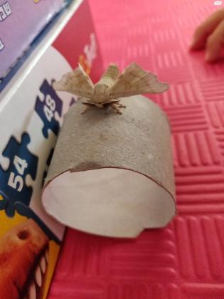 טוואי המשי ("תולעי משי"): זחלים