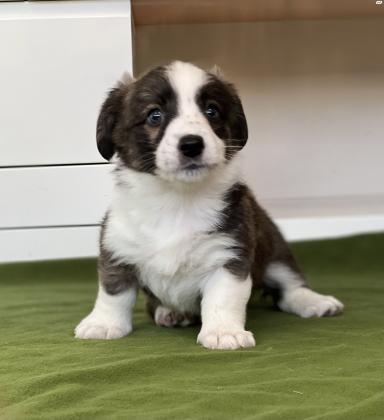 למכירה גורי וולש קורגי קרדיגן