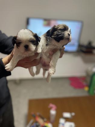 למכירה שיצו גזעי ננסי 2