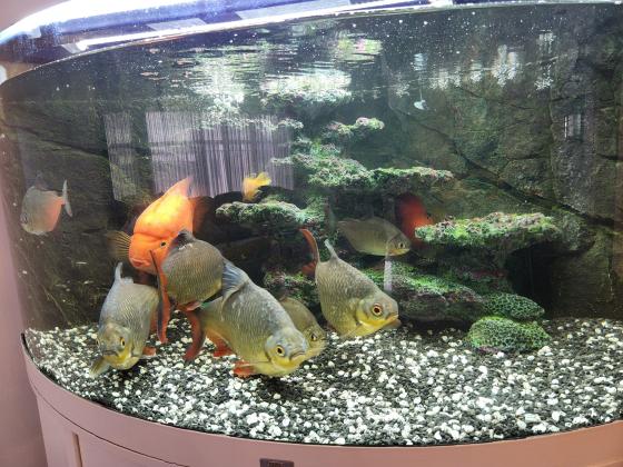 אקווריום פינתי של ג'אוול 350