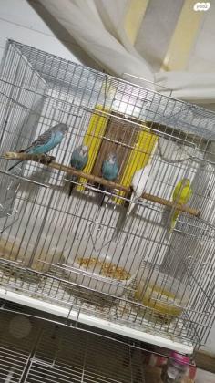 בס''ד אופקים או באר שבע