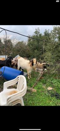 תייש בורי יפיפיה בן ארבע