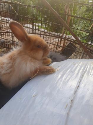 ארנבי ראש אריה (יש גם