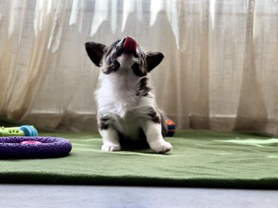 למכירה גורי וולש קורגי קרדיגן