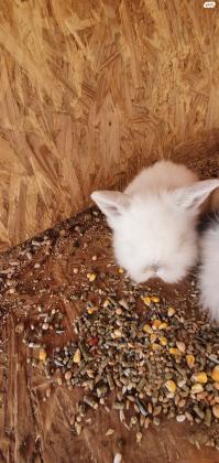 שני ארנבונים מיני לופ ננסי