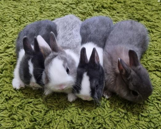 ארנבים ננסים הולנדיים עיניים כחולות