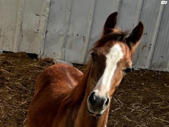 סוסה למכירה בת שמונה חודשים