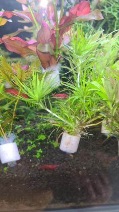 למכירה ממודיעין!צמחייה לאקווריום 15 שק...