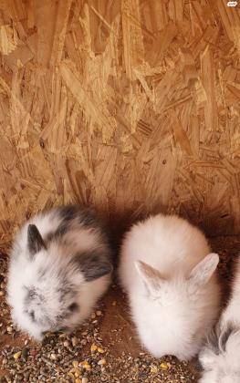 שני ארנבונים מיני לופ ננסי