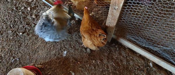 תרנגולות אורפיגטון ורוד איילנד למכירה