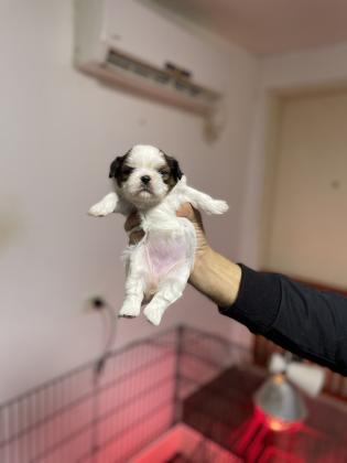 למכירה שיצו גזעי ננסי 2