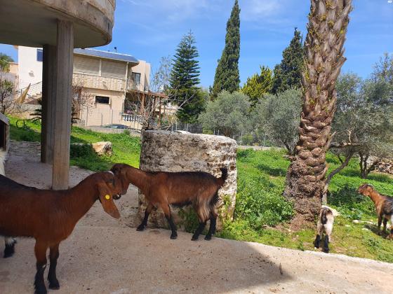 להקת עיזים בלאדי ברמה גבוהה