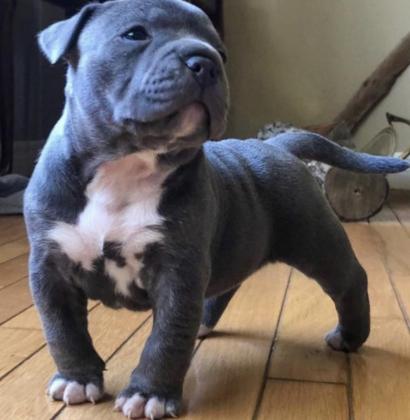 פיטבול אמריקן בולי