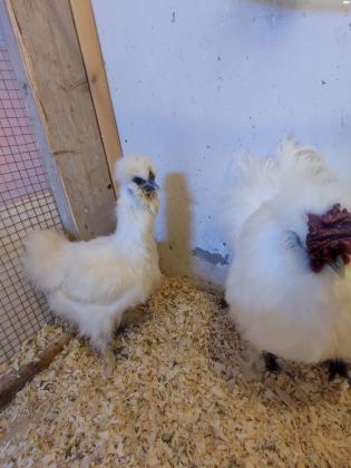 זוג תרנגולות משי אירופאי בני