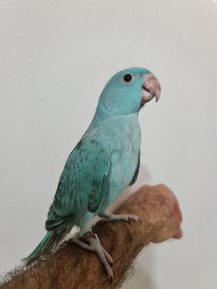 דררה כחולה, האכלת יד ברמה גבוהה מביצה