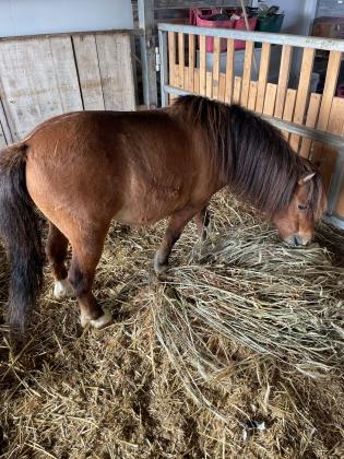 פוני שטלנד מסורס בן 5