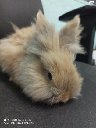 ארנבת ראש אריה מיוחדת מאוד