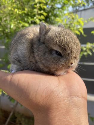 ארנב ננסי הולנדי אורגינל האבא
