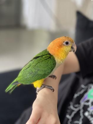 קאיק גינגי בן 4 חודשים