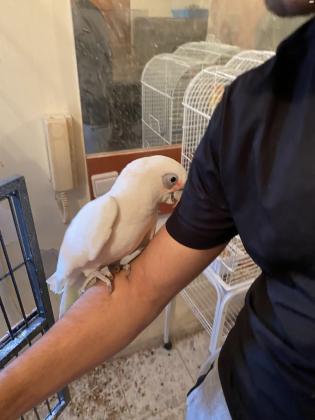 קקדו עין חשופה האכלת יד גמיש