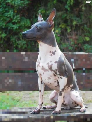 גורים של טרייר אמריקאי חסר שיער (קירח)