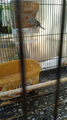 זוג פינק זברה עובדים הזכר