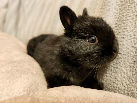 גור ארנב הולנדי ננסי באיכות