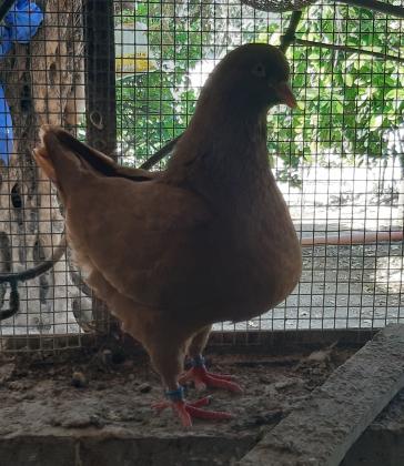 למכירה שני זוגות יוני קינג