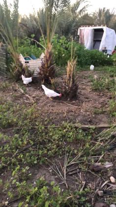 למכירה 7 תרנגולות מטילות נקבות