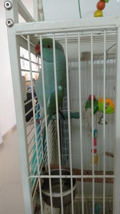 דררות כחולה וירוקה אכלת יד