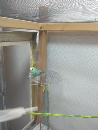 למכירה תוכי מסוג קוקטייל לבן