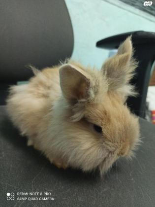 ארנבת ראש אריה מיוחדת מאוד