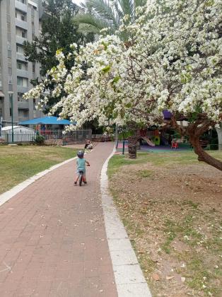 רחבת אילן 16