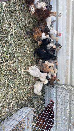 אפרוחים של תרנגולות באלדי במגוון
