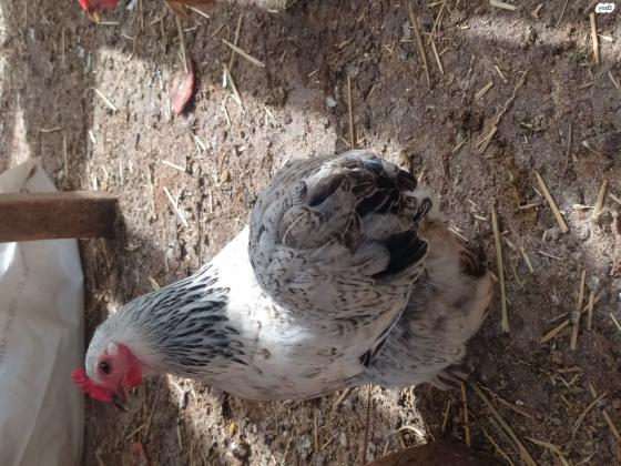 תרנגולות קוצינים בוגרות ויפות