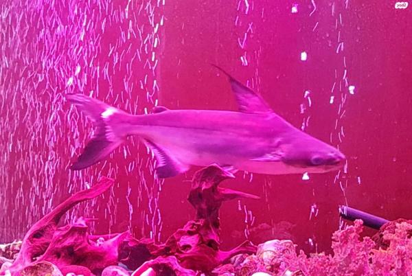 דולפין טורף ,אורך 25-30 ס"מ,