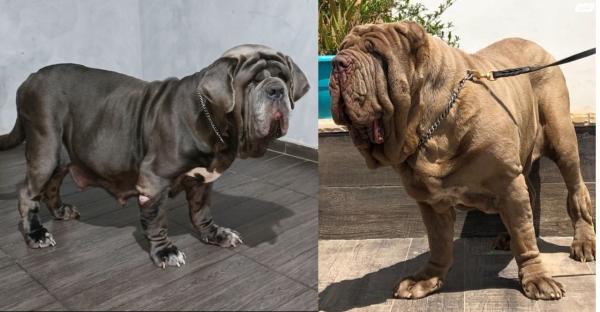 גורי מסטינו נפוליטנו ברמה גבוהה