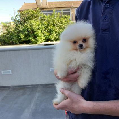 פומרניאן טדי בר ננסי!! לא