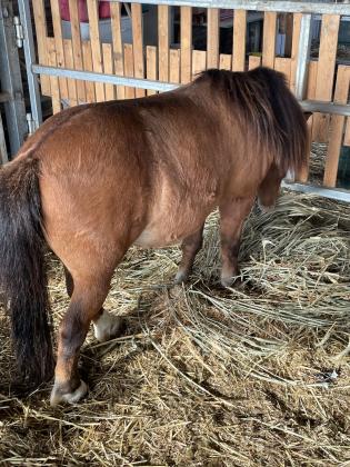 פוני שטלנד מסורס בן 5