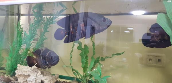 3 אוסקר אורך 20 -30 למכירה אזור כרמיאל