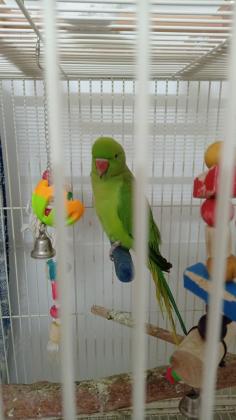 דררות כחולה וירוקה אכלת יד