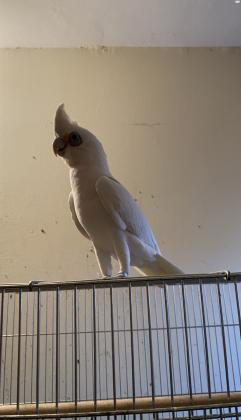 קקדו עין חשופה האכלת יד גמיש