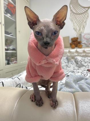 חתולת ספינקס קנדי למכירה קיבלה