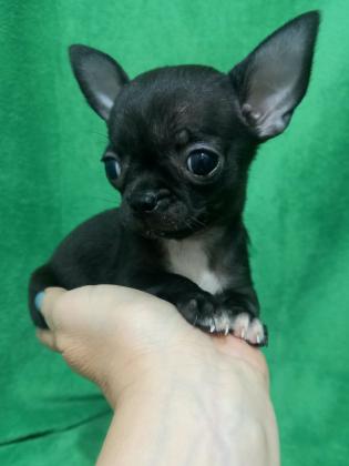 גודל כף יד, פיצית אמתית