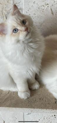 רגדול לבן סוג red point